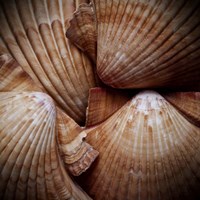 Macro Shells VI Framed Print