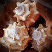 Macro Shells VII Fine Art Print