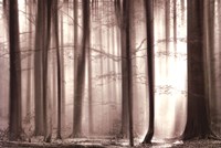 The Cloaking Woods Fine Art Print