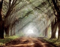 Evergreen Plantation B Fine Art Print