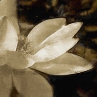 Bronze Lily IV Fine Art Print
