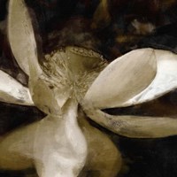 Bronze Lily VI Fine Art Print