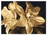 Yvoire Flower II Framed Print