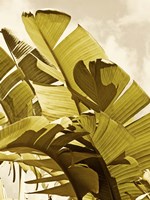 Palm Fronds I Fine Art Print
