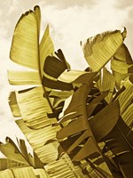 Palm Fronds II Fine Art Print