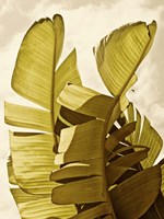 Palm Fronds III Framed Print