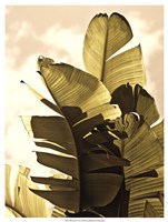 Palm Fronds IV Fine Art Print