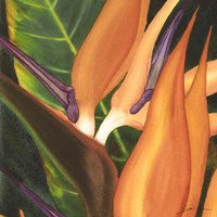 Bird Of Paradise Tile I Fine Art Print