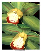 Lime Orchid I Fine Art Print