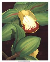 Lime Orchid II Fine Art Print