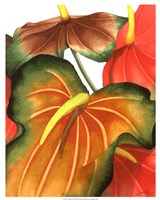 Anthuria I Fine Art Print