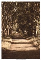 Road to St.Remy Fine Art Print