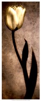 Damask Tulip I by Christine Zalewski - 13" x 31"