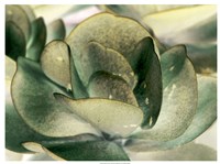 Petal I Fine Art Print