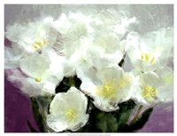 Sunlit Tulips I Fine Art Print