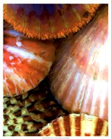 Shell Extraction III Fine Art Print