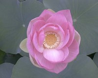 Blushing Lotus I Framed Print