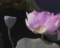 Blushing Lotus III Fine Art Print