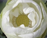 Delicate Lotus I Fine Art Print