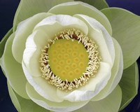 Delicate Lotus II by Jim Christensen - various sizes, FulcrumGallery.com brand