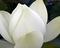Delicate Lotus IV by Jim Christensen - various sizes, FulcrumGallery.com brand