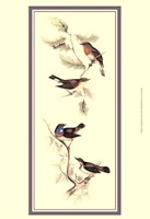 Gould Bird Panel I Fine Art Print