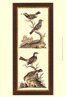 Crackled Edwards Bird Panel II Fine Art Print