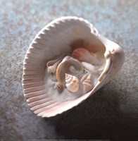 Shells in Shell Fine Art Print