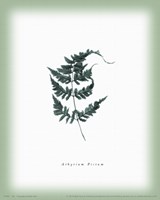 Leaf XIV Fine Art Print