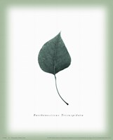Leaf XV Fine Art Print