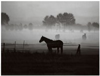 Grazing in the Mist Fine Art Print