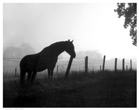 Morning Pasture Fine Art Print