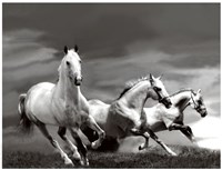 White Stallions Fine Art Print