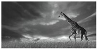 Giraffes, African Skies Fine Art Print