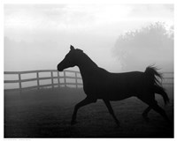 Morning Pasture II Fine Art Print