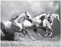 White Stallions II Fine Art Print
