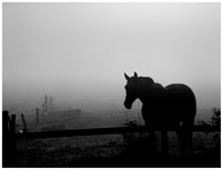 Grazing in the Mist II Fine Art Print