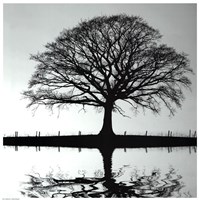 Shimmering Oak Fine Art Print