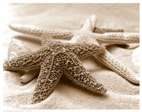 Starfish Family Fine Art Print