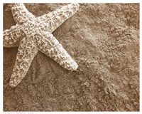 Starfish in the Sand Fine Art Print
