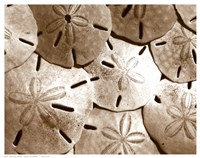 Sand Dollar Grouping Fine Art Print
