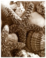 Starfish and Shells Fine Art Print