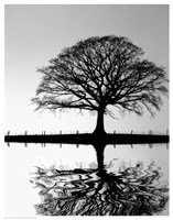 Standing Oak Tree Fine Art Print