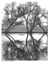 Clarity in the Waters Fine Art Print