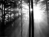 Light Through the Trees I Fine Art Print