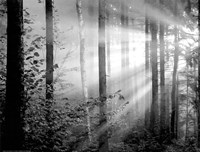 Light Through the Trees II Fine Art Print