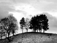 Trees on Hill Fine Art Print