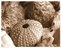 Sea Urchins Fine Art Print