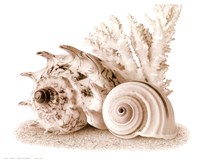Seashells I Fine Art Print
