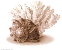 Seashells II Fine Art Print